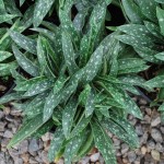 Pulmonaria longifolia (Bertram Anderson) Lungwort